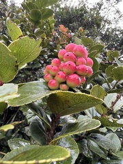 Xylosma spiculifera