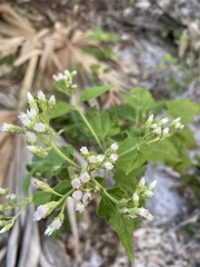 Eupatorieae