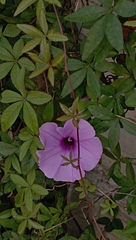 Ipomoea cairica image