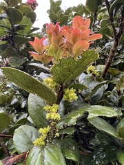 Xylosma spiculifera