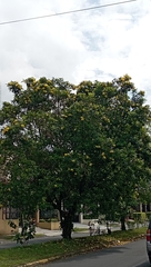 Paubrasilia echinata