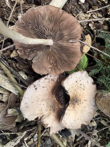 Candolleomyces candolleanus observed 2022-11-29