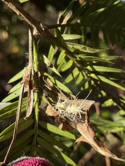 Akanthomyces tuberculatus