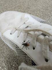 Diaprepes abbreviatus