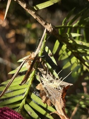 Akanthomyces tuberculatus