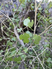Rubus neomexicanus