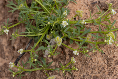 Trachymene cyanopetala