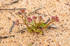Trachymene cyanopetala