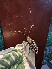 Aristobia approximator