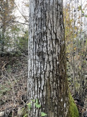 Liriodendron tulipifera