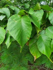 Betula cordifolia