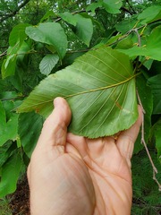 Betula cordifolia