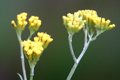 Senecio hypoleucus