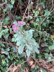 Hylotelephium telephium