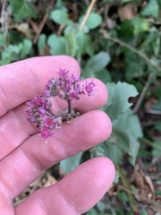 Hylotelephium telephium