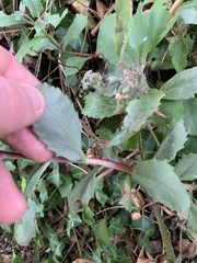 Hylotelephium telephium