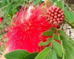 Calliandra haematocephala