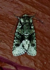 Lacinipolia explicata