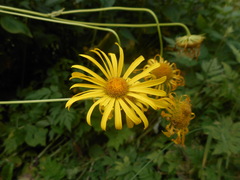 Doronicum