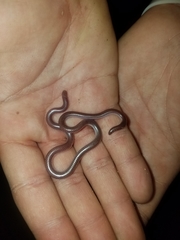 Rena humilis humilis