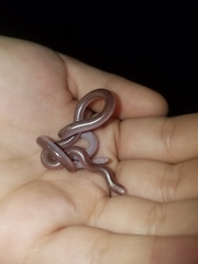 Rena humilis humilis