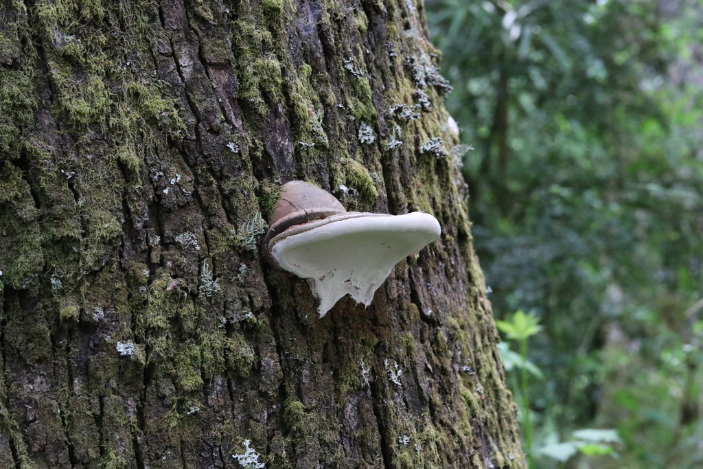 Ganoderma australe · November 2022 · photo: © nitsuga74 (iNaturalist, cc-by)