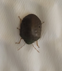 Diolcus chrysorrhoeus