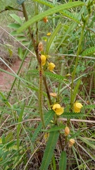 Chamaecrista comosa