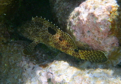 Epinephelus spilotoceps