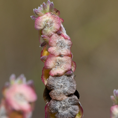 Maireana trichoptera