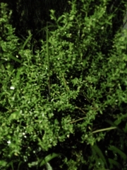 Chrysocoma coma-aurea