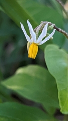 Solanum donianum