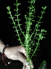 Chrysocoma coma-aurea