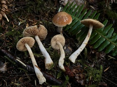 Cortinarius causticus