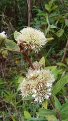 Hyptis capitata