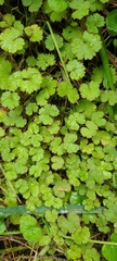 Hydrocotyle moschata