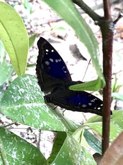 Doxocopa