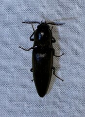 Orthostethus infuscatus