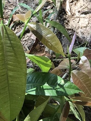 Doxocopa