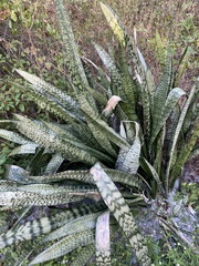 Sansevieria