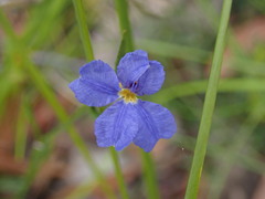 Dampiera stricta