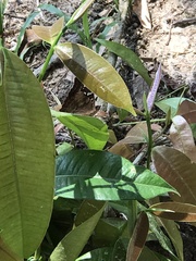Doxocopa