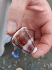 Conus purpurascens