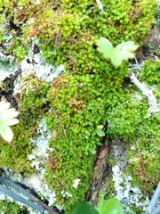 Plagiomnium venustum