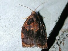 Archips infumatana