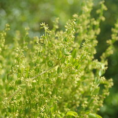 Metastelma burchellii