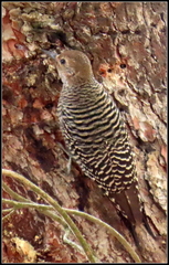 Sphyrapicus thyroideus