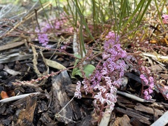 Grevillea leptobotrys