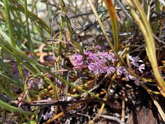 Grevillea leptobotrys
