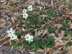 Mandevilla petraea